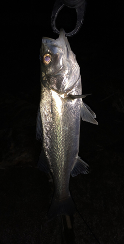 セイゴ（ヒラスズキ）の釣果