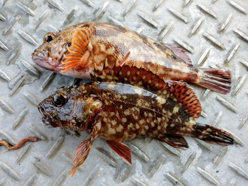 カサゴの釣果