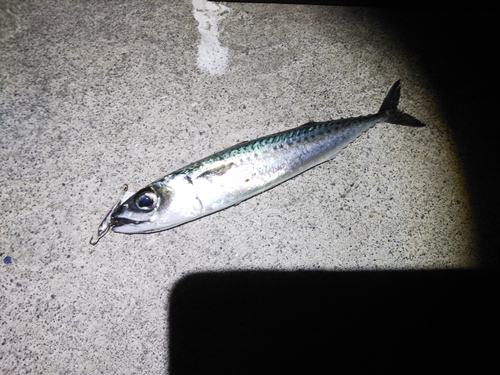 サバの釣果