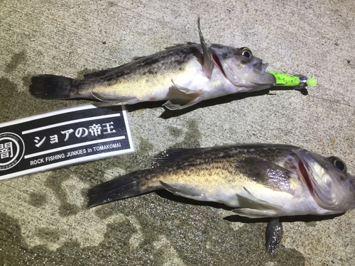 クロソイの釣果