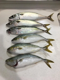 ツバスの釣果