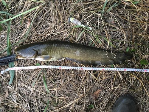 ナマズの釣果