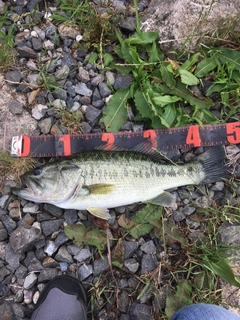 ブラックバスの釣果