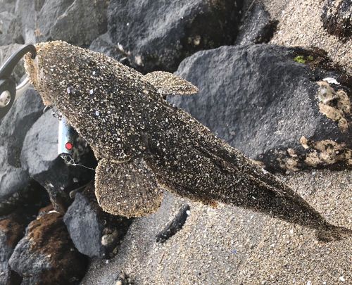 マゴチの釣果