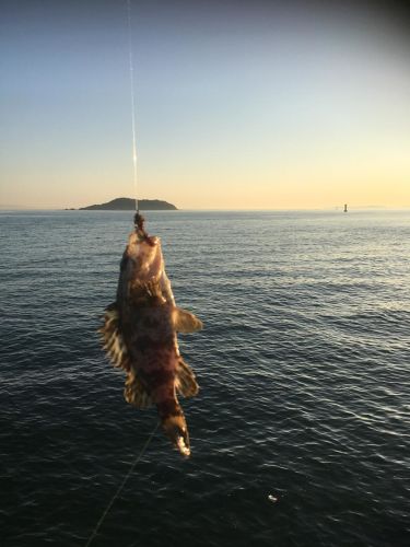 タケノコメバルの釣果