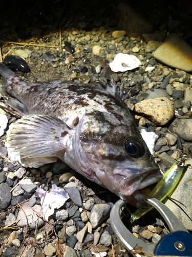 クロソイの釣果