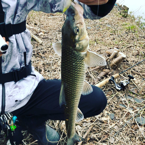 ニゴイの釣果