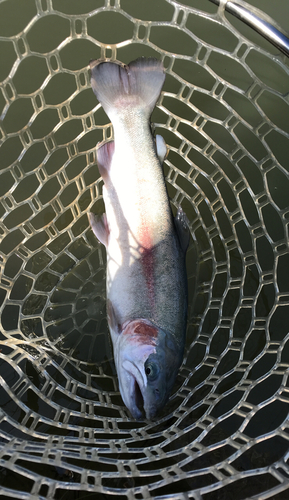 トラウトの釣果