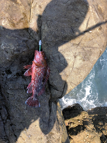 アラカブの釣果