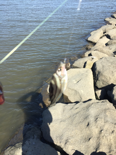 コトヒキの釣果