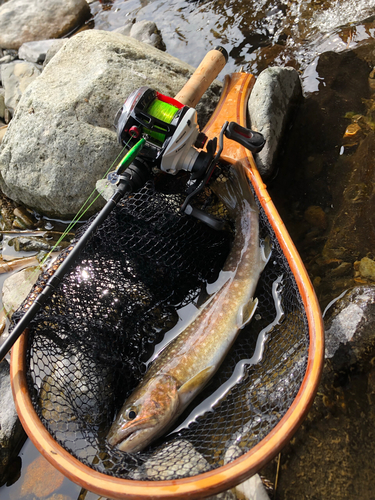 イワナの釣果