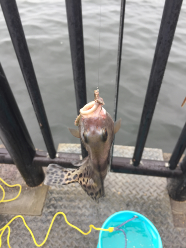 コショウダイの釣果