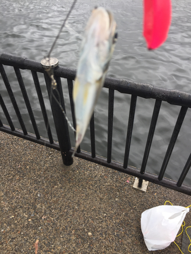 イシモチの釣果