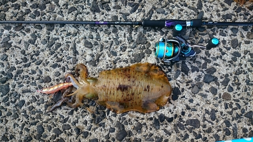 アオリイカの釣果