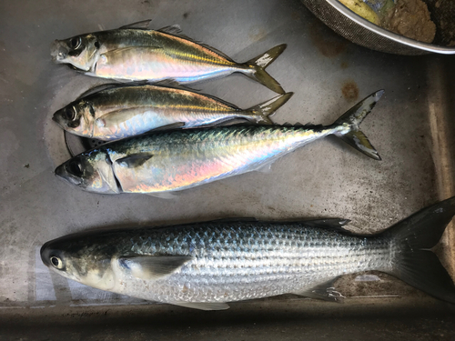 サバの釣果