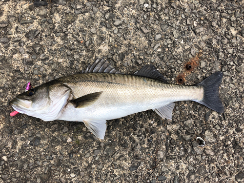 シーバスの釣果