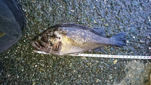 クロソイの釣果