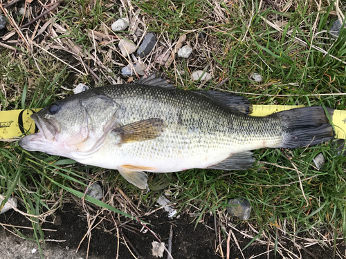 ブラックバスの釣果