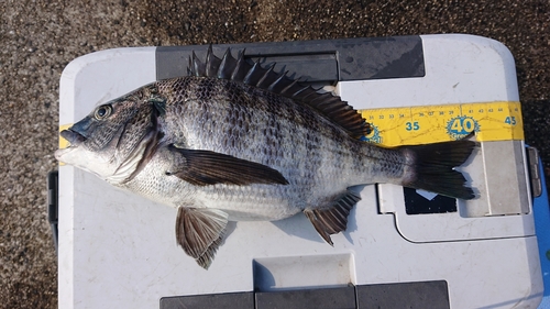 クロダイの釣果