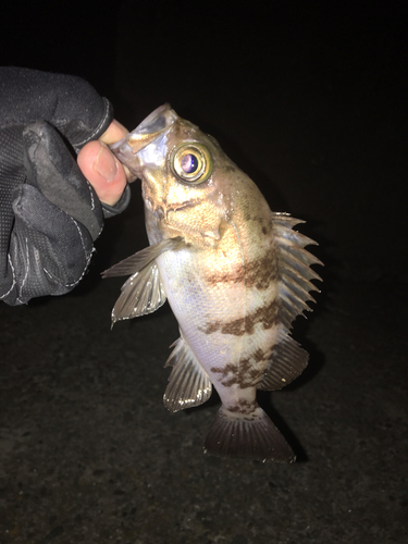 メバルの釣果