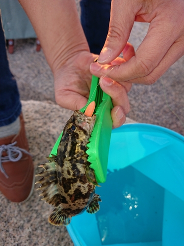 タケノコメバルの釣果