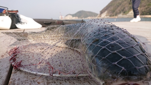 ボラの釣果