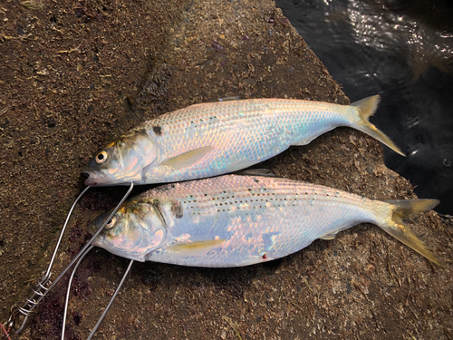 コノシロの釣果