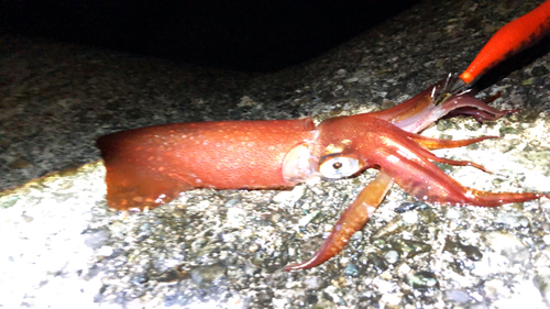 ケンサキイカの釣果