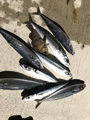 サバの釣果