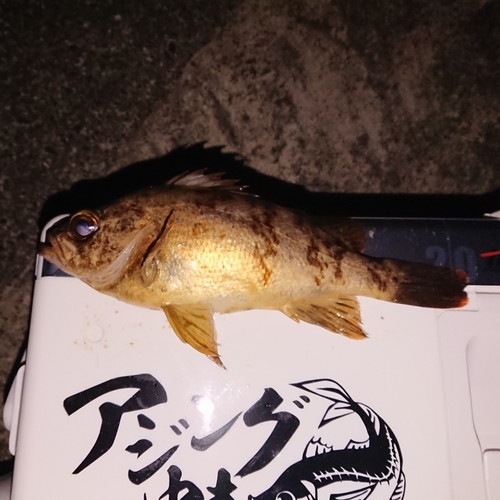 メバルの釣果