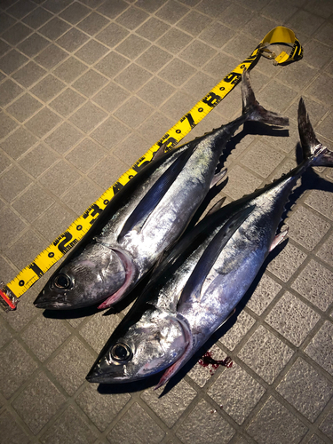 ビンチョウマグロの釣果