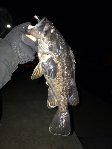 クロソイの釣果