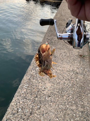 タケノコメバルの釣果