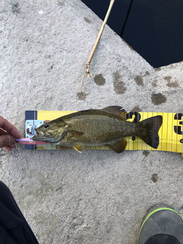 スモールマウスバスの釣果