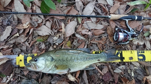 ブラックバスの釣果