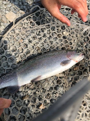 レインボートラウトの釣果