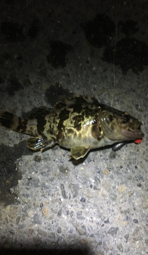 タケノコメバルの釣果