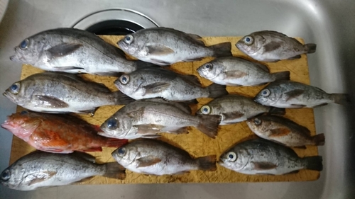 メバルの釣果