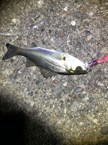 シーバスの釣果