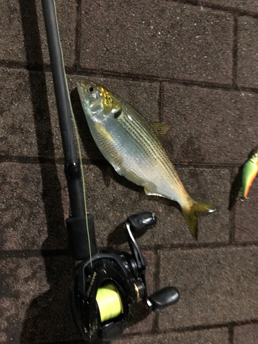 コノシロの釣果