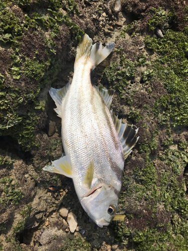 クワガナーの釣果