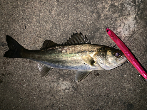 セイゴ（マルスズキ）の釣果