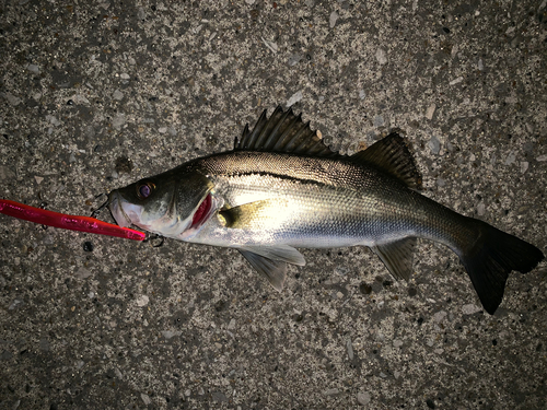 セイゴ（マルスズキ）の釣果