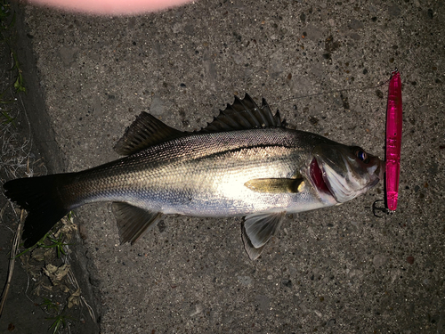 セイゴ（マルスズキ）の釣果