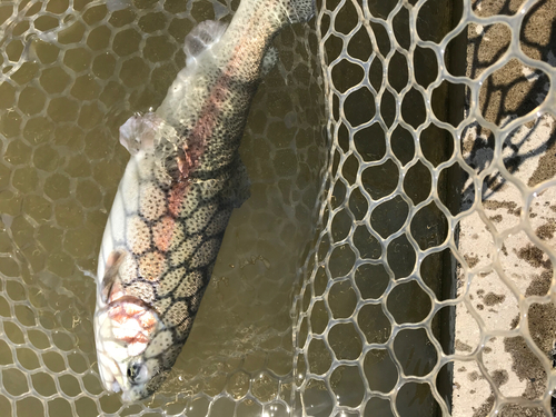 レインボートラウトの釣果