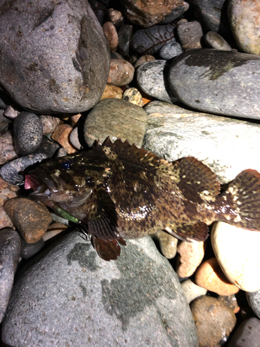 ムラソイの釣果