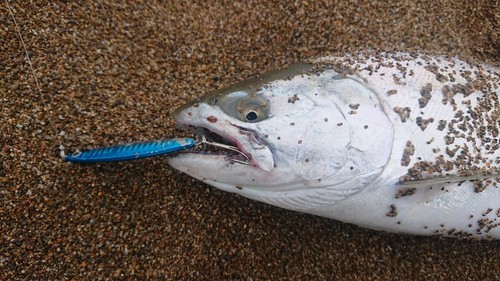 サクラマスの釣果