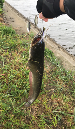 ナマズの釣果