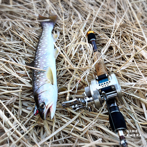 アメマスの釣果