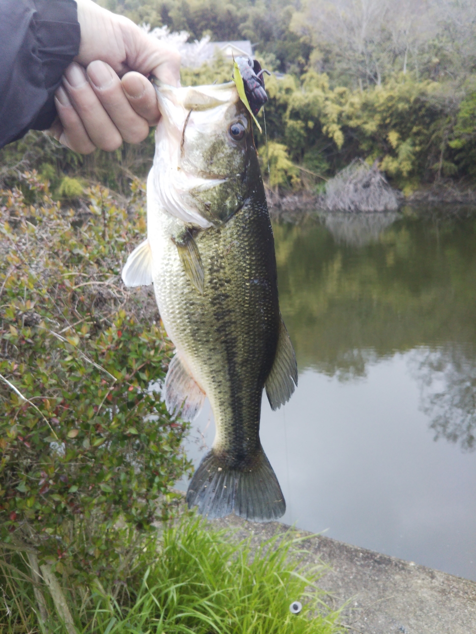 ブラックバス